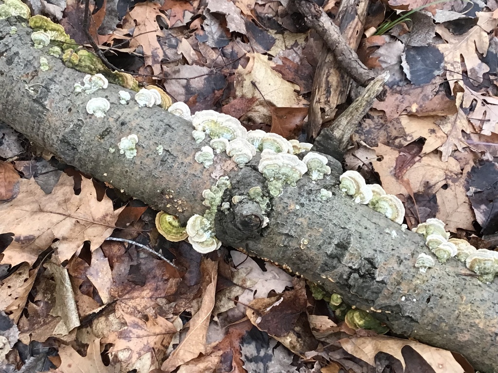 Fungus on a branch