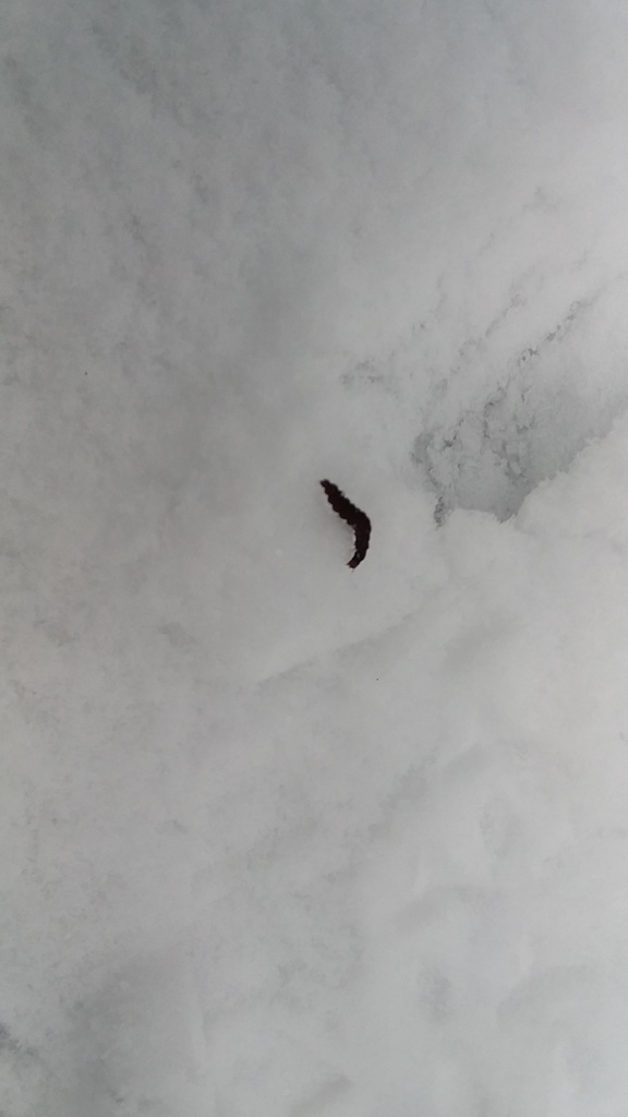 Caterpillar on snow