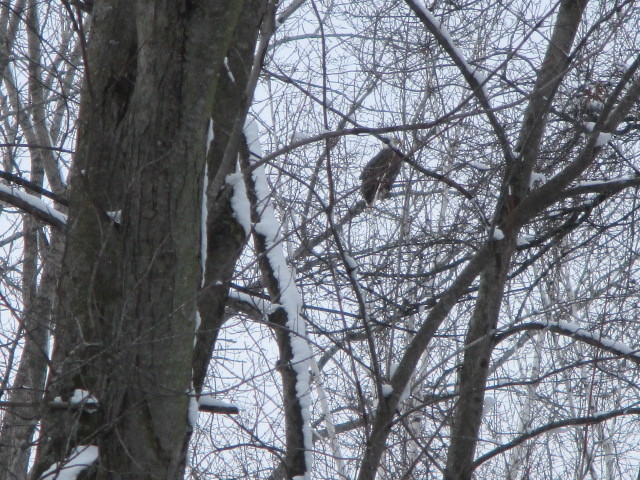 Bald Eagle