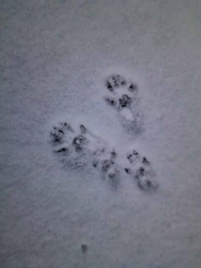 Fresh squirrel tracks