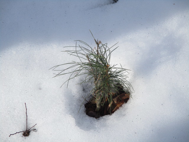 Little white pine poking out of snow