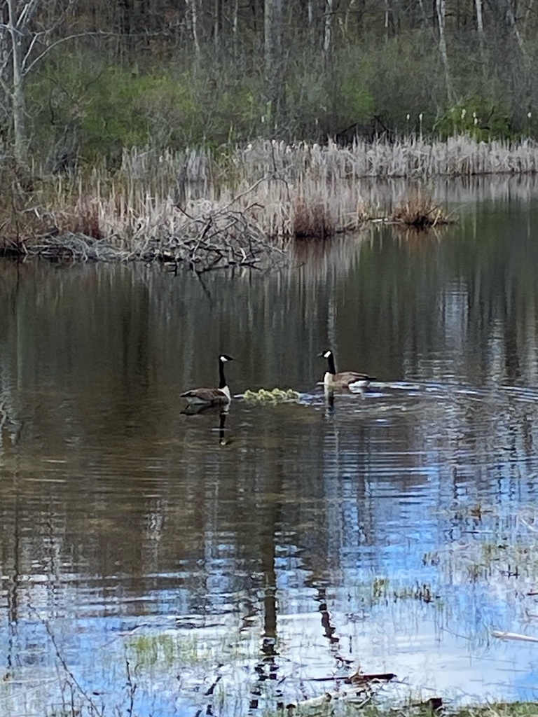 Geese