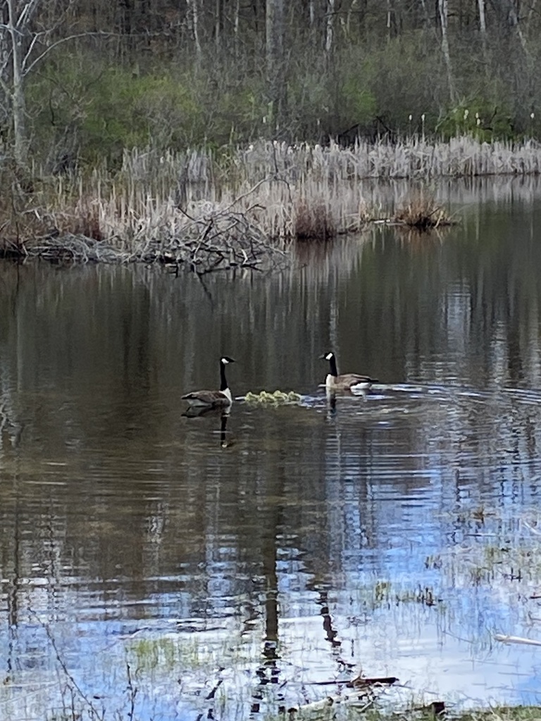 two Canadian Geese with goslings