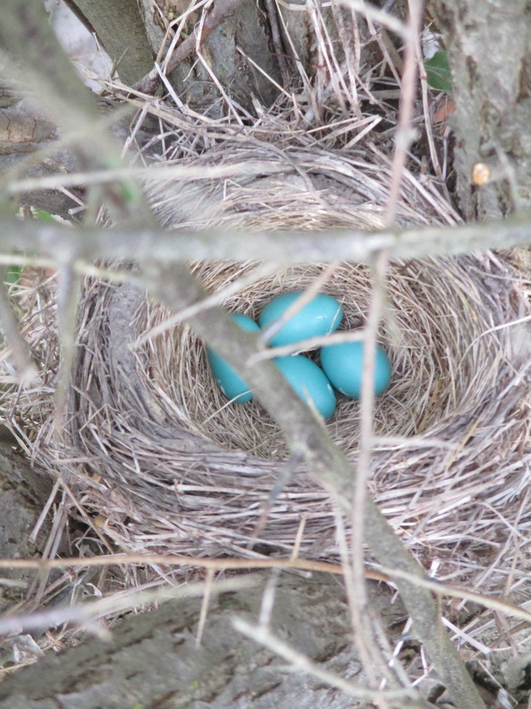 Robin nest with eggs.